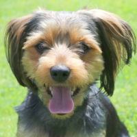 Lucky Yorki