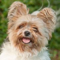 Yorki Mausi