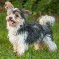 Yorki Maxl