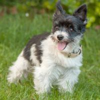 Yorki Moritz