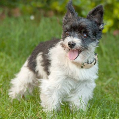 Yorki Moritz
