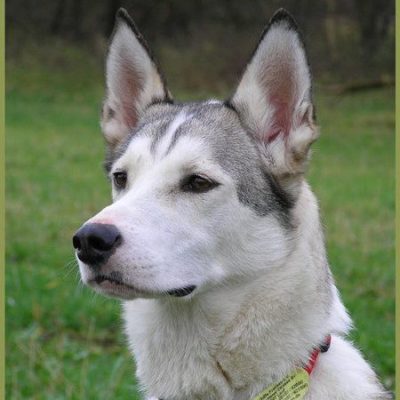 Aramis