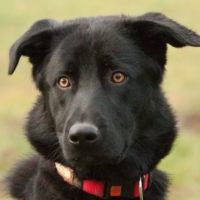 Sammy-Junior