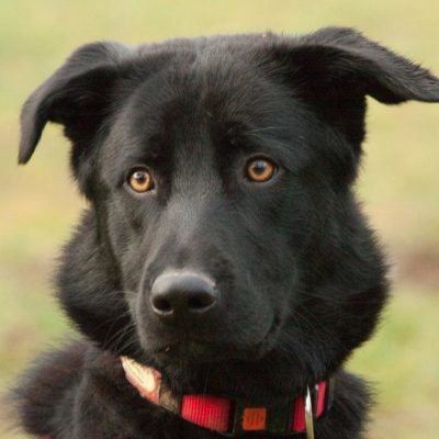 Sammy-Junior