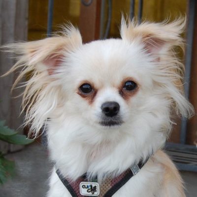 Teddylein
