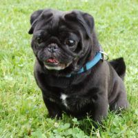 Mops Hui Buh