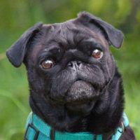 Mops Louis