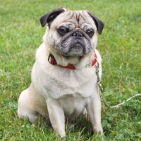 Mops Sammi