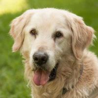 Mister Buddy