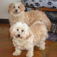 Bibi und Babu