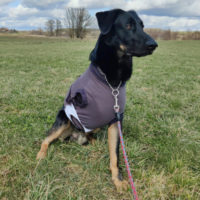 Patenhund * Nicolausi
