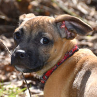Baby Jack