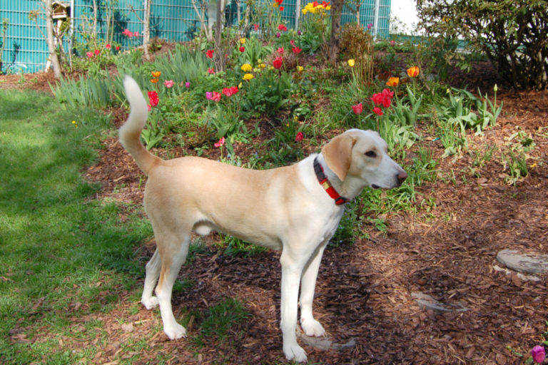 Tierhilfehaus – Tierhilfe Franken e.V.