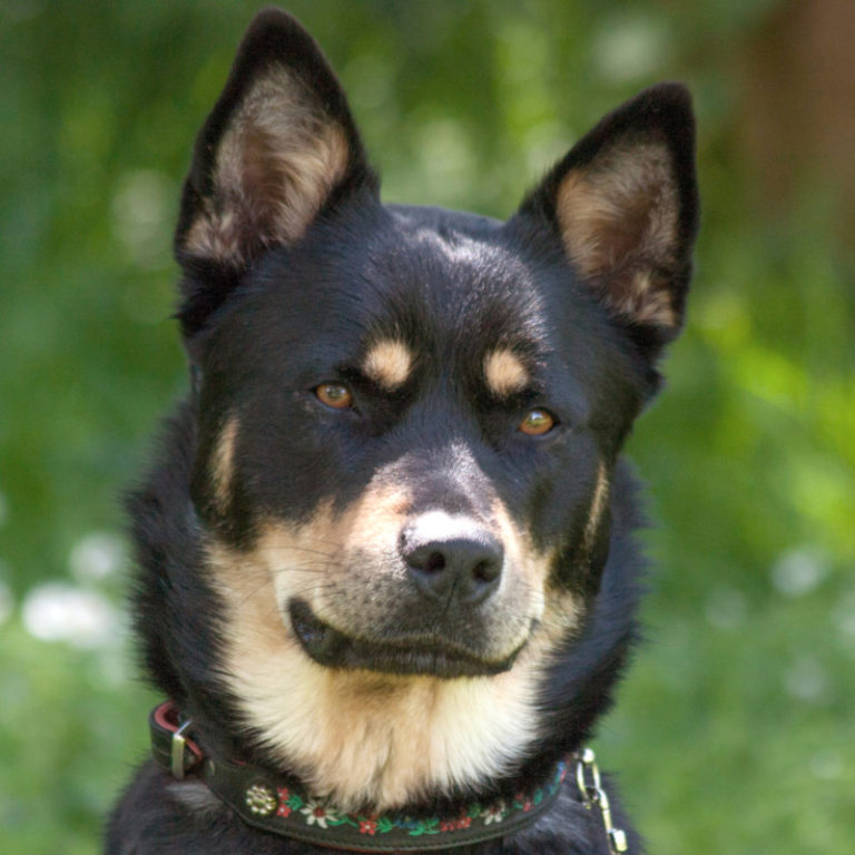 HuskyBerner SennenMix Tierhilfe Franken e.V.