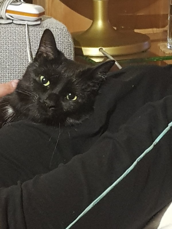 Katze Kira wird vermisst