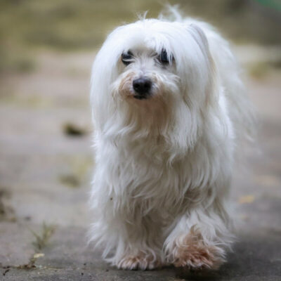 Patenhund * Cyrano