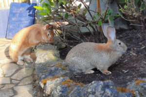 Frieda Und Lotte 6