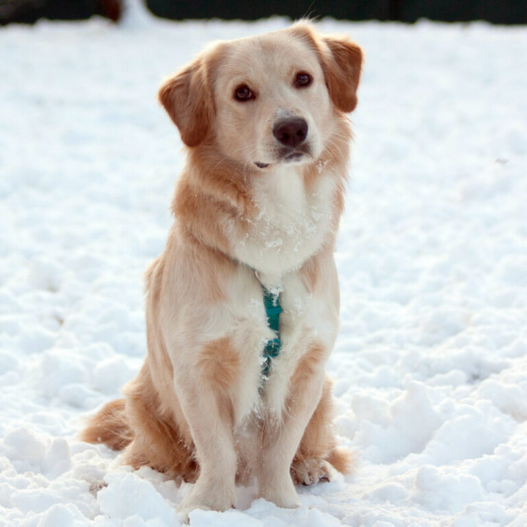 Golden Retriever Dackel Mix Tierhilfe Franken E V golden-retriever-dackel-mix-tierhilfe-franken-e-v