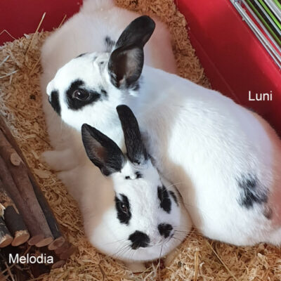 Patentier * Luni