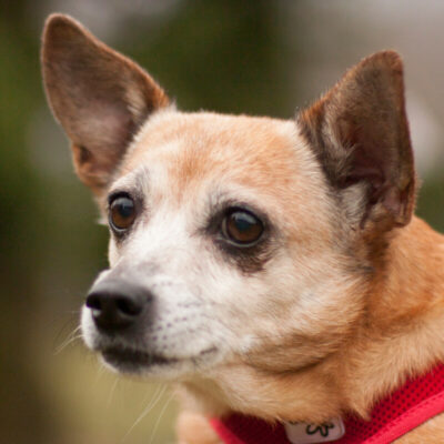 Patenhund * Duna