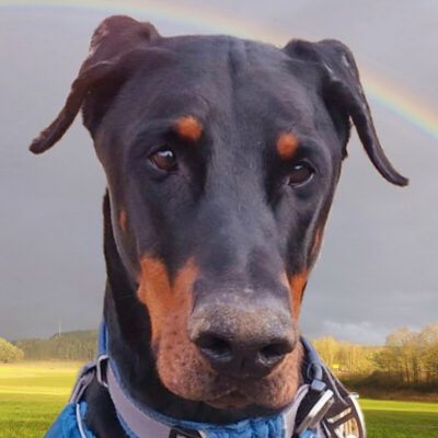 Patenhund * Jason mit Video