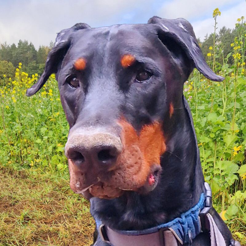 Patenhund * Jason mit Video