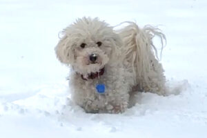 Pauli Pu 25 Pauli Pu 25