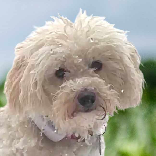 Patenhund * Pauli Pu – Mit Video