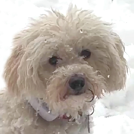 Patenhund * Pauli Pu – Mit Video