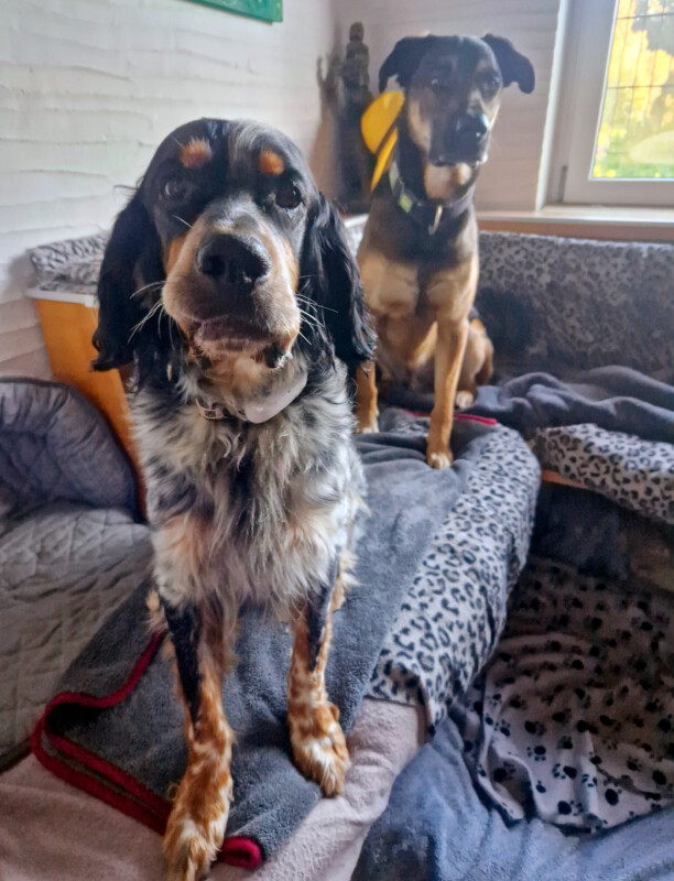 Unsere Gut Erzogenen Hunde