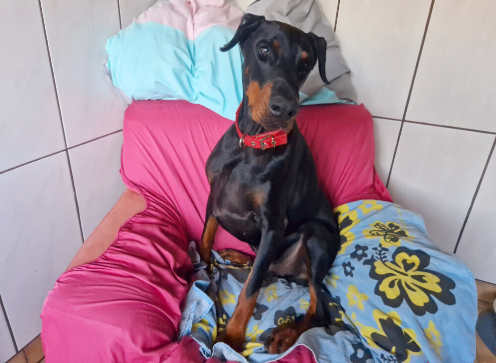 Unsere Gut Erzogenen Hunde