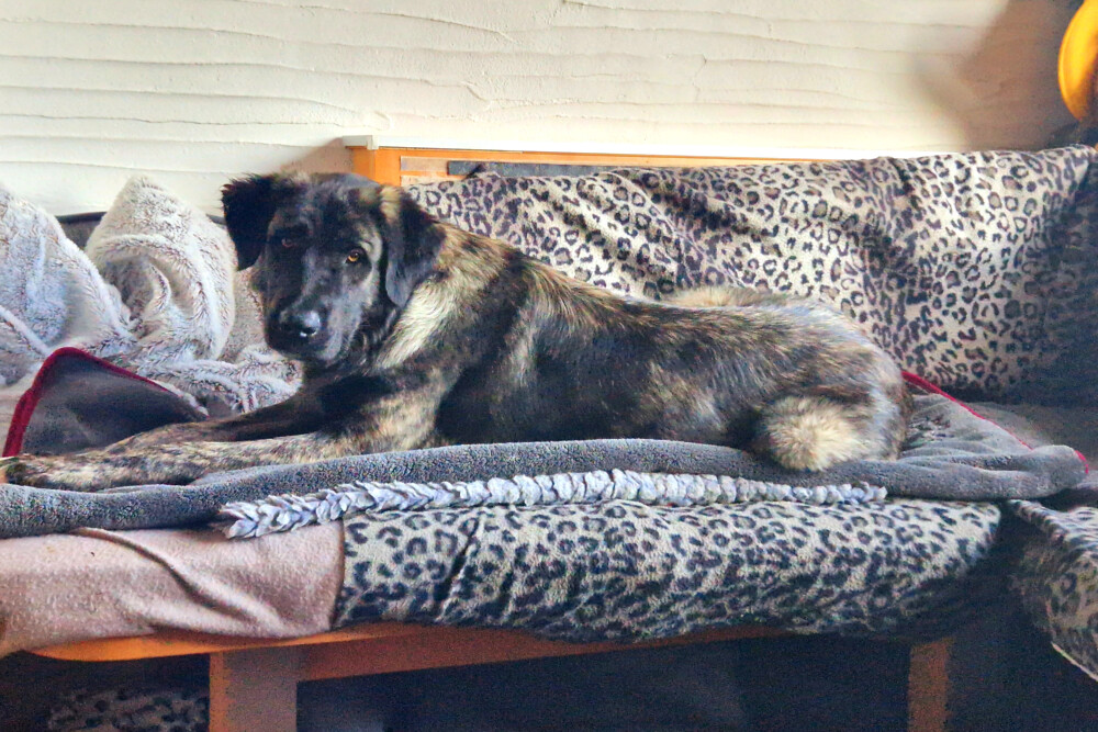 Unsere Gut Erzogenen Hunde