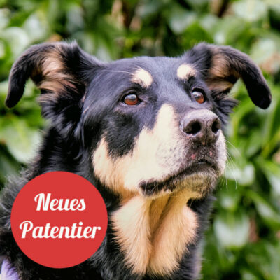 Patenhund * Pitti