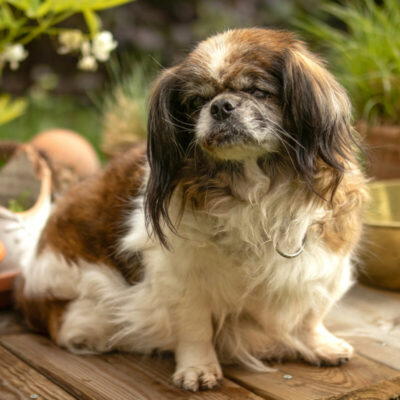 Patenhund * Omi Gina