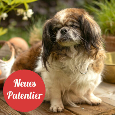 Patenhund * Omi Gina