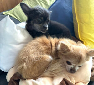 Puppi 11