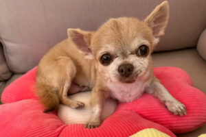 Puppi 13