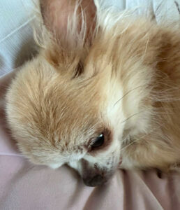 Puppi 14