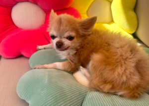 Puppi 16 Puppi 16