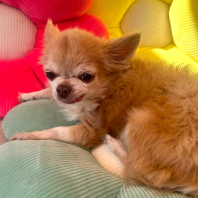 Patenhund * Puppi