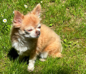 Puppi 17 Puppi 17