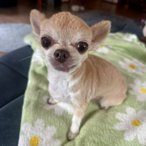 Puppi 18 Puppi 18