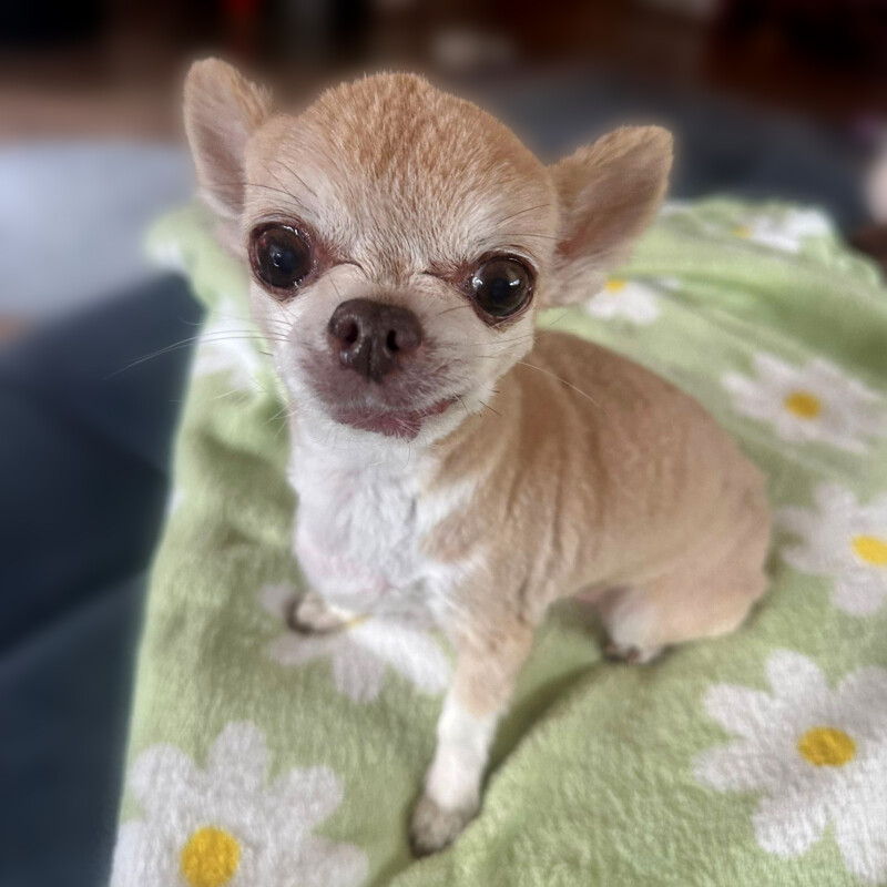 Patenhund * Puppi
