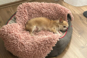 Puppi 7