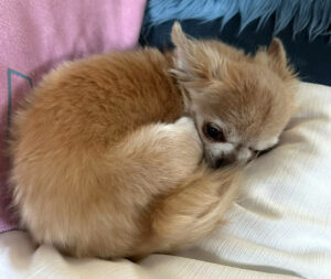 Puppi 8