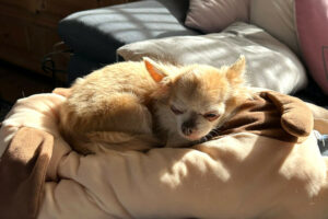 Puppi 9