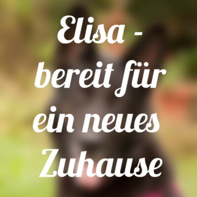 Bereit Für Ein Neues Zuhause