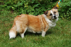 Corgie 10