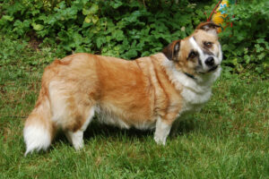 Corgie 6