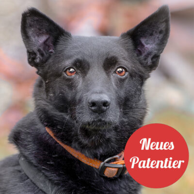 Patenhund * Emilio mit Video